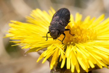 un piccolo insetto su dente di leone © giovanni