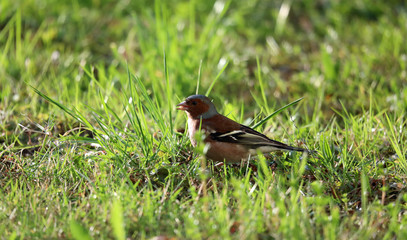 Common Chaffinch with seed at his beak