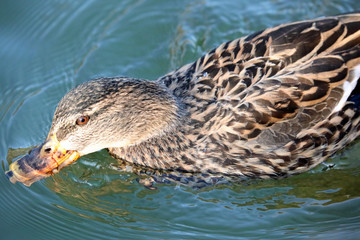 duck on water seeking for food with her beak