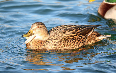 duck in the water with open beak