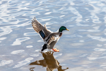 The male flying mallard duck on the water