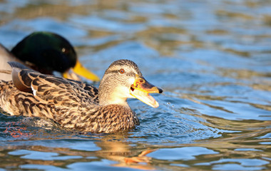 Duck on the lake with bread at her beak