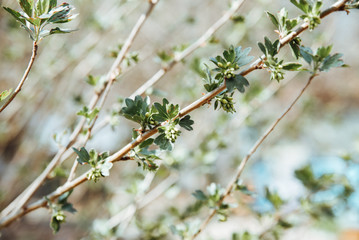 The unopened buds of the sloe. Blooming branches close up on blurred background.
