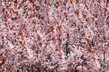 Sakura or Japanese cherry blossom blooms in spring season against blue sky.