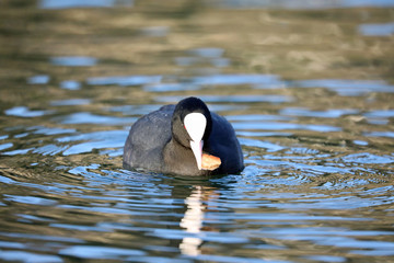 coot in the water with food in her beak
