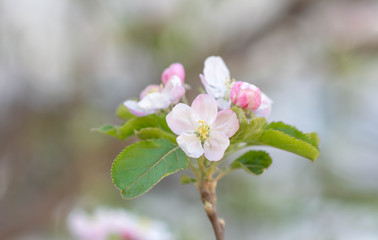 pink apple blossom