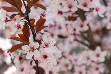 Sakura or Japanese cherry blossom blooms in spring season against blue sky.