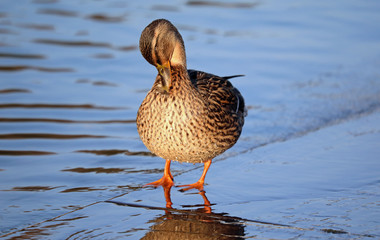 Duck outside of water with water drops at her feather