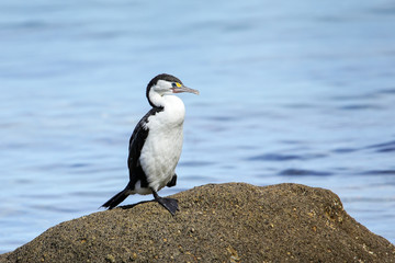 Naklejka premium Little pied cormorant (Microcarbo melanoleucos) sitting on a rock