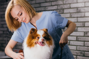 little dog spitz don't afraid of hair cutting in grooming salon. professional groomer handle with pets, enjoy working with animals