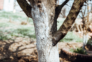 The crown of the tree,white-washed white protective paint