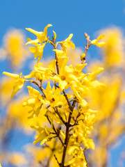 Forsythia au printemps sur fond bleu