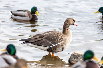 The Greater white-fronted goose on the river