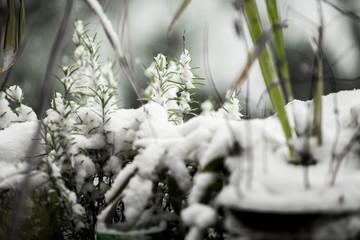 Garten im Winter