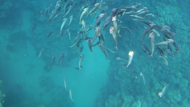 School of Indian mackerel (Rastrelliger kanagurta) feeding in Red Sea, Egypt