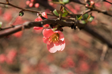splendidi fiori con un colore rosa intenso in primavera