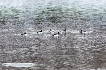 The Common goldeneyes on the river at winter