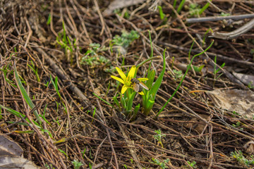 Field Gagea flowers (or Goose onion, or Bird's bow). Spring flowers in the forest. Selective focus, fine DOF (depth of field).