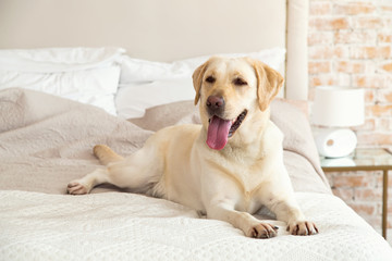 Yellow labrador, retriever lying on the bed. Dog breed Labrador lies on a bed in the room. The dog lives in the house. Morning, dog.