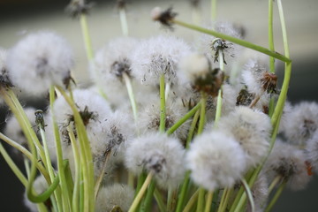 Pusteblume, Löwenzahn