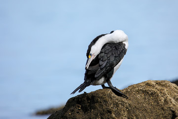 Little pied cormorant (Microcarbo melanoleucos) grooming