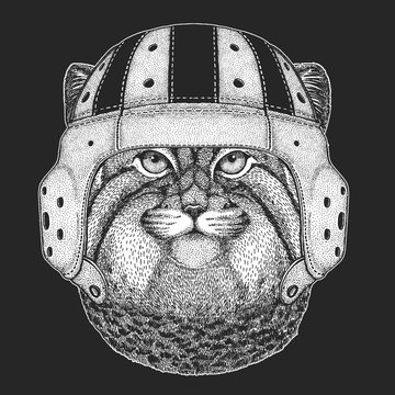Pallas cat head. Rugby leather helmet. Manul head. Wild cat portrait.