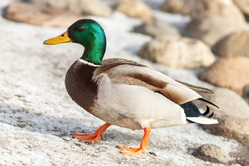 Naklejka na ściany i meble The male mallard duck on the ground