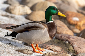 Naklejka na ściany i meble The male mallard duck on the ground