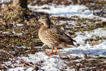 The female mallard duck on the ground