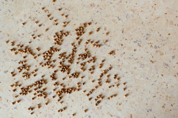 Brown pepper on kitchen table