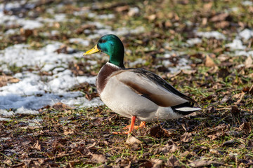 The male mallard duck on the ground