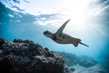Fototapeten Grüne Meeresschildkröte, die unter Wasser schwimmt © Jeremy Bishop