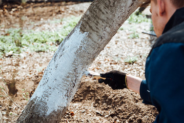 Fototapeta premium Man covering the tree with white paint to protect against rodents, spring garden work, whitewashed trees.