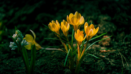 Crocus flowers in spring