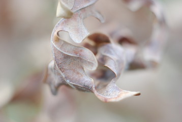 suchy liść makro wiosną © Little