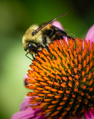 Closeup of bumblebee on a coneflower