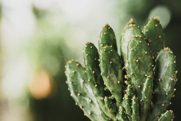 Mini cactus plant potted on blurred botanical garden background