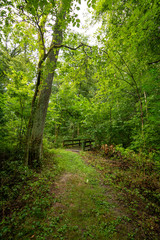 Obraz premium Trails around Castle Rock state park on a hot and humid summer day. Illinois, USA.