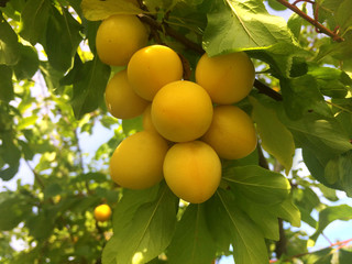 Red ripe plums on the tree
ripe, branch, tree, plum, organic, green, garden, healthy, food, nature,...