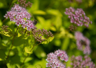 lavender flowers in the garden
