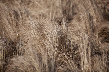 Dry grass. Beautiful natural background.