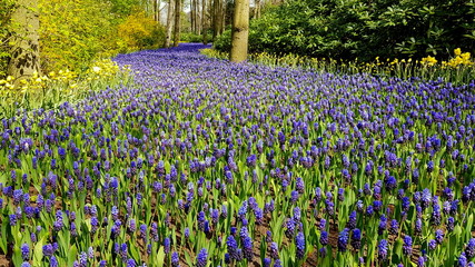 keukenhof