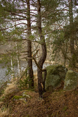 Fototapeta premium pine trees on the background of the pond