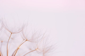 Close up macro image of dandelion seed heads with detailed lace-like patterns