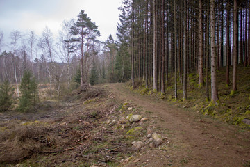 Obraz premium mysterious scandinavian forest in the early morning