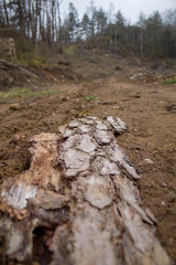 mysterious scandinavian forest in the early morning