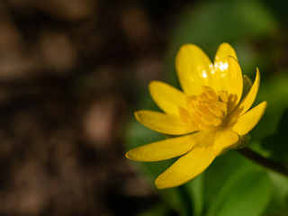 Macro shot of yellow flower with scientific name: ficaria verna but have a lot of different names: fig buttercup, lesser celandine, pilewort, small celandine. figwort. Selective focus