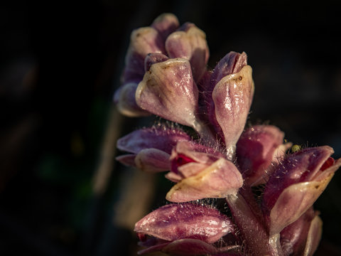 Macro shot of lathraea squamaria, the common toothwort. Violet flower. Selective focus.