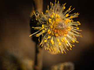 Obraz premium Close up of catkin during springtime. Yellow flower stamens. Selective focus