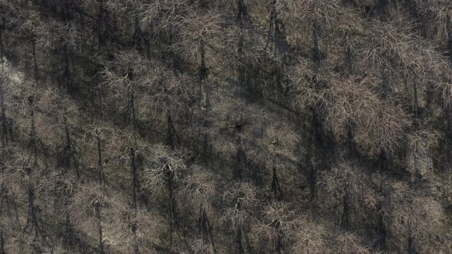 Aerial view of spring lifeless apple orchard without leaves. 4K Footage